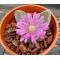Gibbaeum dispar - Seed
